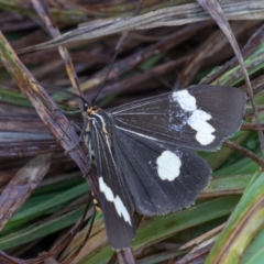 Nyctemera amicus at Kosciuszko National Park, NSW - 25 Jan 2021 08:38 AM