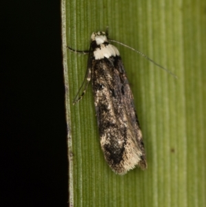 Endrosis sarcitrella at Melba, ACT - 3 Jan 2021