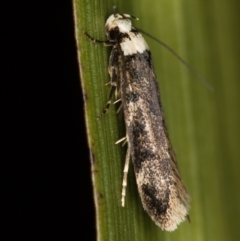 Endrosis sarcitrella at Melba, ACT - 3 Jan 2021