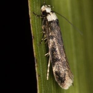 Endrosis sarcitrella at Melba, ACT - 3 Jan 2021