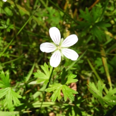 Geranium neglectum (Red-stemmed Cranesbill) at Gibraltar Pines - 25 Jan 2021 by MatthewFrawley