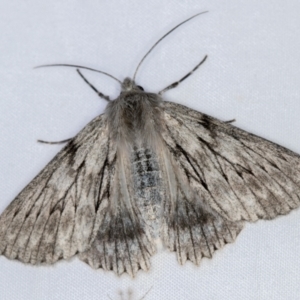 Cyneoterpna wilsoni at Melba, ACT - 3 Jan 2021