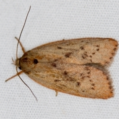 Heliocausta undescribed species (A concealer moth) at Melba, ACT - 3 Jan 2021 by Bron