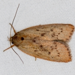 Heliocausta undescribed species (A Concealer moth (Wingia group)) at Melba, ACT - 3 Jan 2021 by Bron