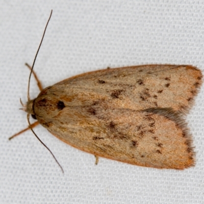 Heliocausta undescribed species (A concealer moth) at Melba, ACT - 3 Jan 2021 by Bron
