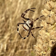 Araneidae (family) (Orb weaver) at Jerrabomberra, NSW - 25 Jan 2021 by Wandiyali