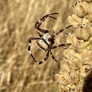 Araneidae (family) at Jerrabomberra, NSW - 26 Jan 2021