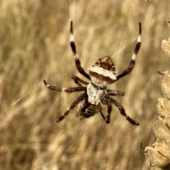 Araneidae (family) at Jerrabomberra, NSW - 26 Jan 2021