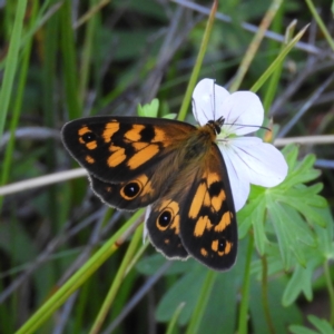 Heteronympha cordace at Paddys River, ACT - 25 Jan 2021 11:07 AM