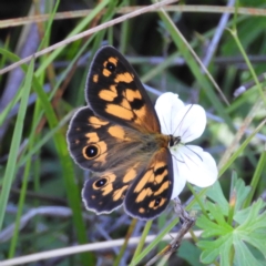 Heteronympha cordace at Paddys River, ACT - 25 Jan 2021 11:07 AM