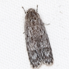Agriophara (genus) (A concealer moth) at Melba, ACT - 3 Jan 2021 by Bron