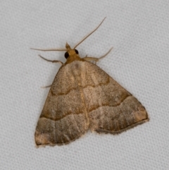 Meranda susialis (Three-lined Snout) at Melba, ACT - 3 Jan 2021 by Bron