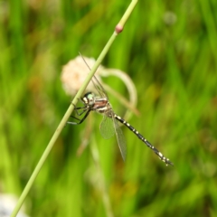 Synthemis eustalacta (Swamp Tigertail) at Paddys River, ACT - 25 Jan 2021 by MatthewFrawley