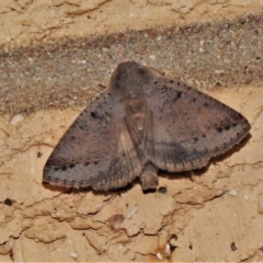 Pantydia sparsa (Noctuid Moth) at Wanniassa, ACT - 24 Jan 2021 by JohnBundock