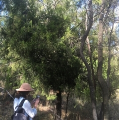 Exocarpos cupressiformis (Cherry Ballart) at Majura, ACT - 22 Jan 2021 by alex_watt