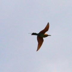 Merops ornatus (Rainbow Bee-eater) at Wodonga, VIC - 26 Jan 2021 by Kyliegw