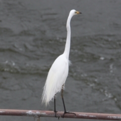 Ardea alba (Great Egret) at Lake Hume Village, NSW - 25 Jan 2021 by PaulF