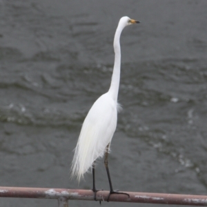 Ardea alba at Lake Hume Village, NSW - 25 Jan 2021 01:33 PM