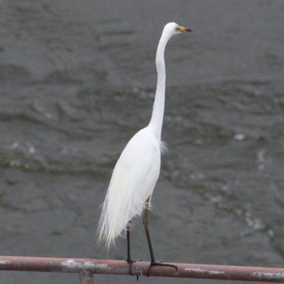Ardea alba (Great Egret) at Lake Hume Village, NSW - 25 Jan 2021 by PaulF