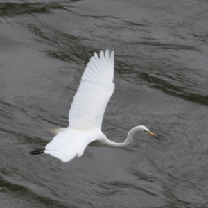 Ardea alba at Lake Hume Village, NSW - 25 Jan 2021