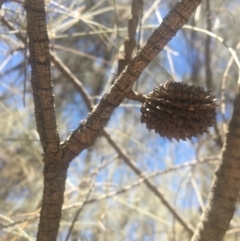 Allocasuarina verticillata (Drooping Sheoak) at Majura, ACT - 23 Jan 2021 by alexwatt