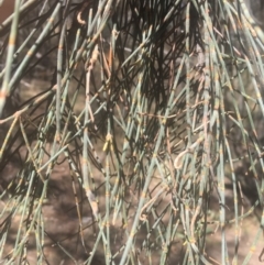 Allocasuarina verticillata at Majura, ACT - 23 Jan 2021