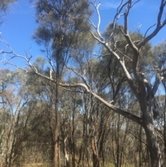 Allocasuarina verticillata at Majura, ACT - 23 Jan 2021 10:44 AM