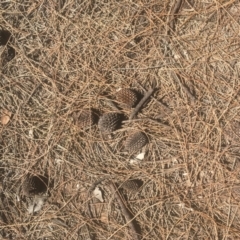 Allocasuarina verticillata at Majura, ACT - 23 Jan 2021 10:44 AM