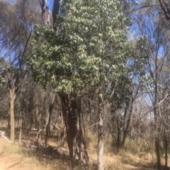 Brachychiton populneus subsp. populneus (Kurrajong) at Majura, ACT - 23 Jan 2021 by alexwatt