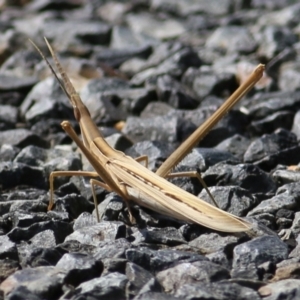 Acrida conica at Wodonga, VIC - 26 Jan 2021