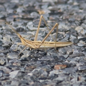 Acrida conica at Wodonga, VIC - 26 Jan 2021