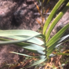 Stypandra glauca (Nodding Blue Lily) at Majura, ACT - 23 Jan 2021 by alexwatt