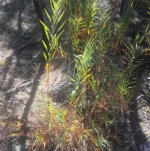 Stypandra glauca at Majura, ACT - 23 Jan 2021 10:47 AM