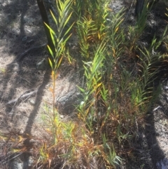 Stypandra glauca at Majura, ACT - 23 Jan 2021