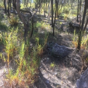 Stypandra glauca at Majura, ACT - 23 Jan 2021 10:47 AM