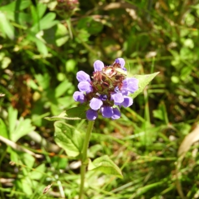 Prunella vulgaris (Self-heal, Heal All) at Gibraltar Pines - 25 Jan 2021 by MatthewFrawley