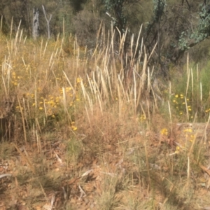 Austrostipa densiflora at Majura, ACT - 23 Jan 2021 10:49 AM