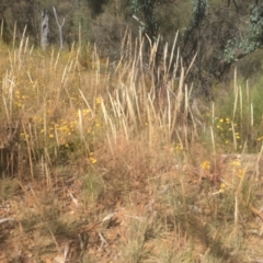 Austrostipa densiflora (Foxtail Speargrass) at Mount Ainslie - 22 Jan 2021 by alex_watt