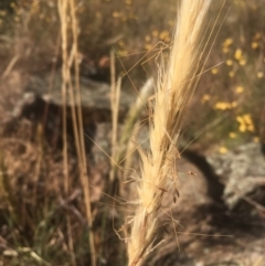 Austrostipa densiflora at Majura, ACT - 23 Jan 2021