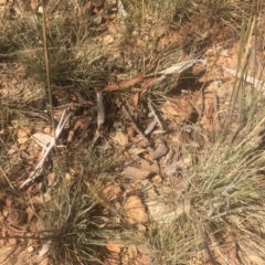 Austrostipa densiflora at Majura, ACT - 23 Jan 2021