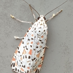 Utetheisa pulchelloides at Cook, ACT - suppressed