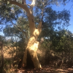 Eucalyptus rossii (Inland Scribbly Gum) at Hackett, ACT - 23 Jan 2021 by alexwatt