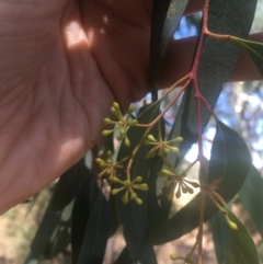 Eucalyptus rossii at Hackett, ACT - 23 Jan 2021 10:59 AM