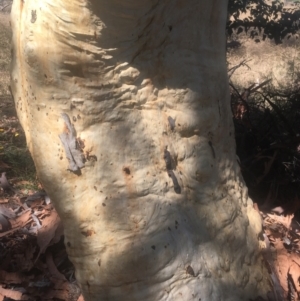 Eucalyptus rossii at Hackett, ACT - 23 Jan 2021 10:59 AM