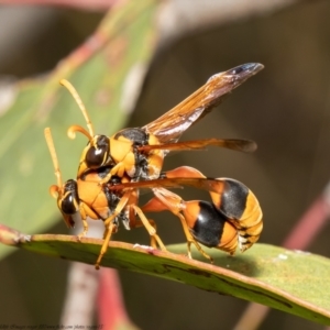 Delta bicinctum at Bruce, ACT - 26 Jan 2021 08:55 AM