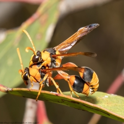 Delta bicinctum (Potter wasp) at Black Mountain - 25 Jan 2021 by Roger