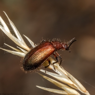 Metriolagria formicicola (Darkling beetle) at Black Mountain - 25 Jan 2021 by Roger