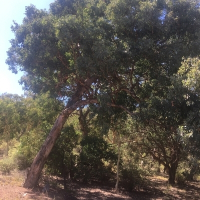 Eucalyptus polyanthemos (Red Box) at Hackett, ACT - 23 Jan 2021 by alexwatt