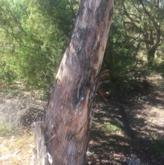 Eucalyptus polyanthemos at Mount Ainslie - 23 Jan 2021