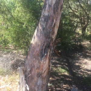 Eucalyptus polyanthemos at Hackett, ACT - 23 Jan 2021